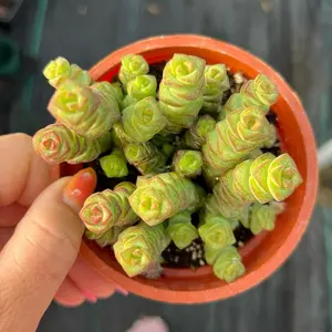 4” Crassula Jade Necklace