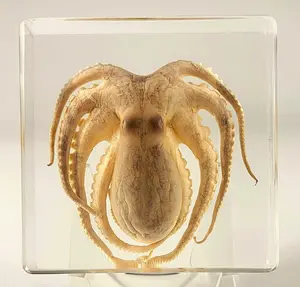 2.9" Real Octopus in Crystal Clear Lucite Resin Paperweight Specimen Preserved Aquatic Mollusc Animal Taxidermy Crafts Collection