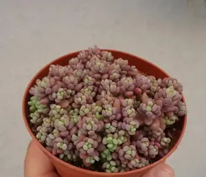 Blue Mound Sedum Cluster Sedum Dasyphyllum Minor