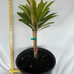 Mamey magańa grafter Frut tree 2-3 ft