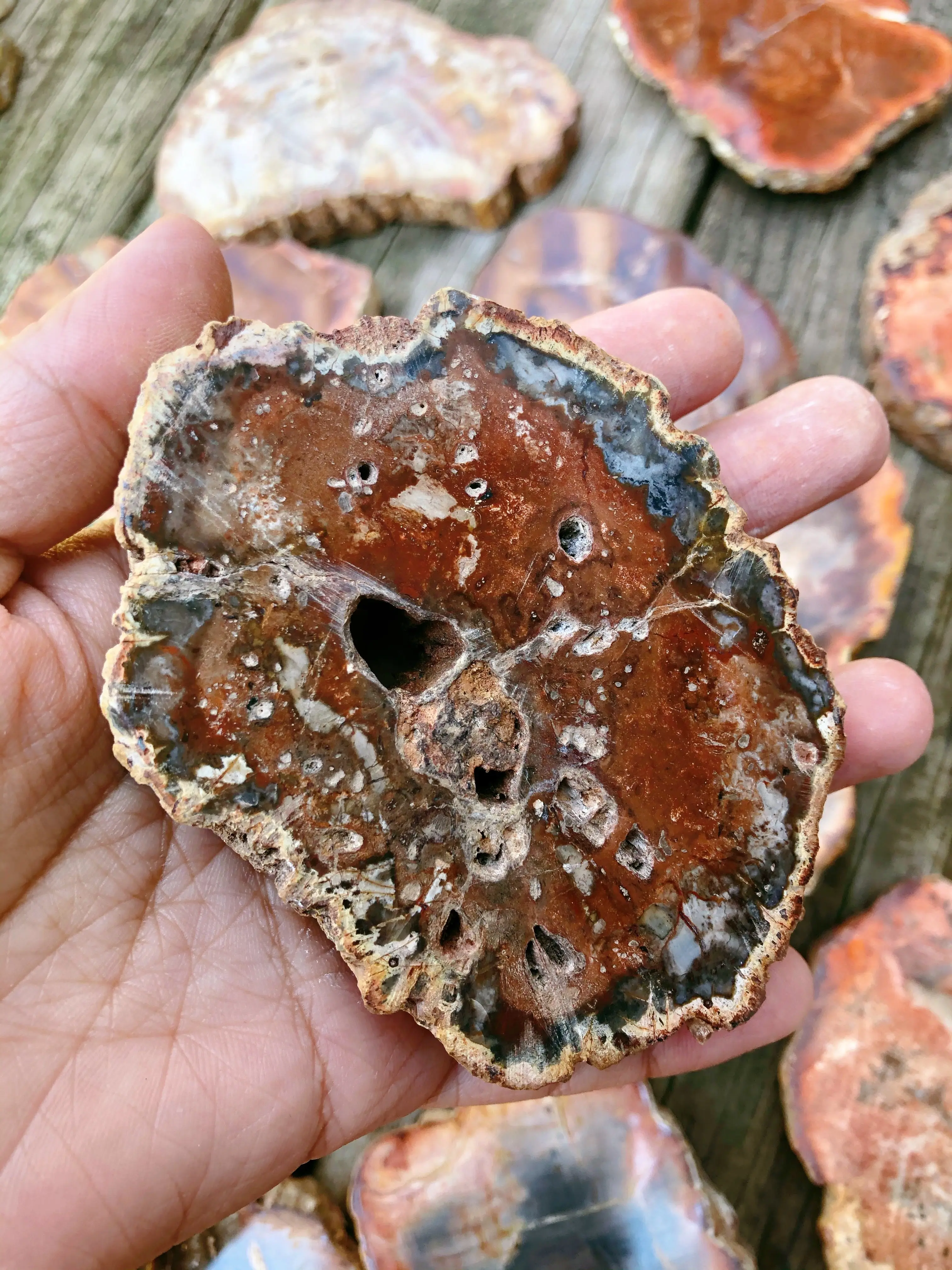 Petrified Wood Slabs