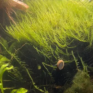 Aquarium Moss - Natural Decorative Moss for Indoor Gardens, Versatile and Eco-Friendly, Versatile Decorative Moss for Indoor Gardens