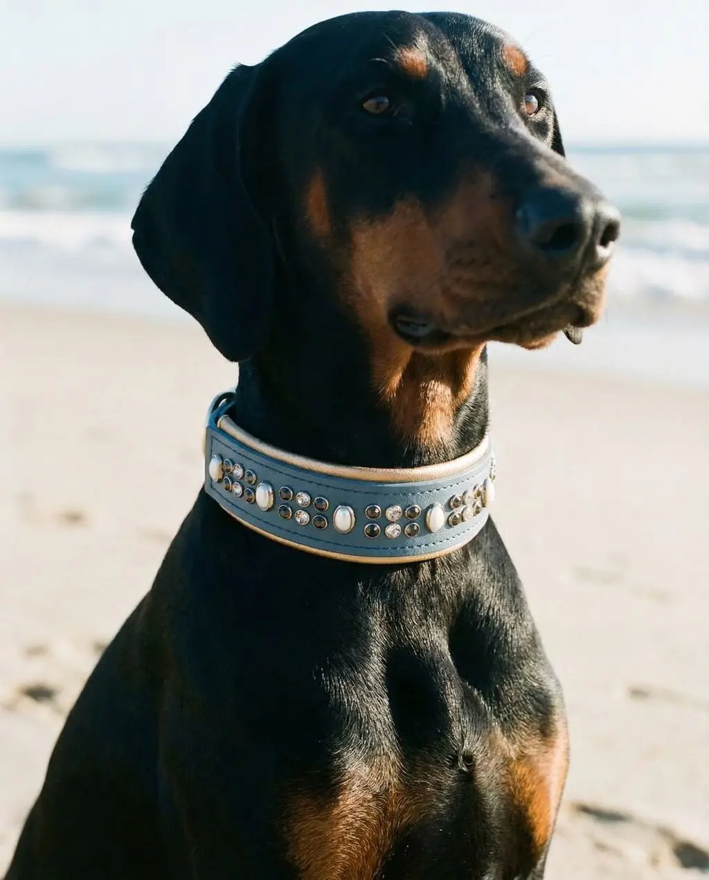 New Petrol Blue Super Heavy Crystals Dog & Cat Collar - Gold Reptile Vinyl, Gold Pearl Vegan Leather Biothane, 17.5"-19.5" Length, 2"W Width, Customized, Ready to Ship, Luxury Pet Accessory, Collars