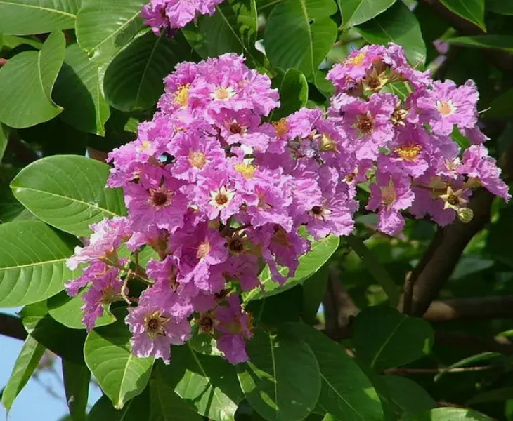 Lagerstroemia speciosa | Pride of India | Queens Giant Crepe Myrtle | 20_Seeds