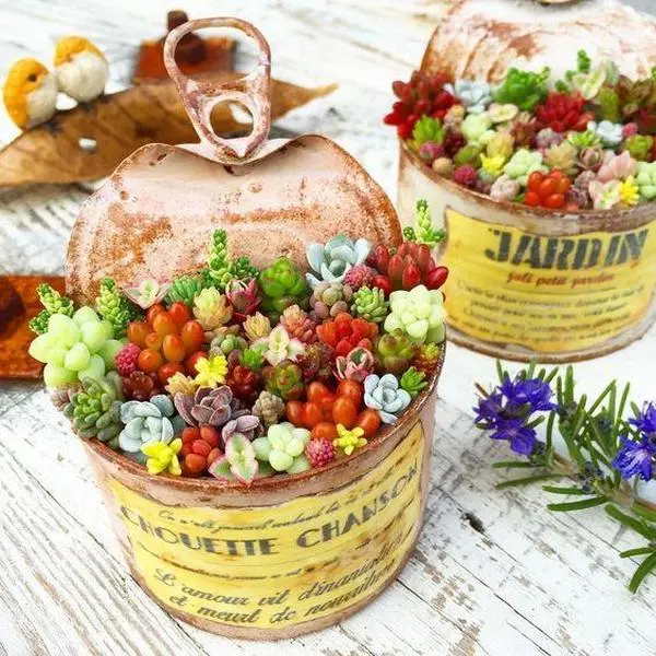 Mixed Succulent Seeds, 100seeds/pack Mixed Succulent Seeds, 100seeds/pack