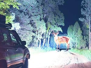 Nilight Headlight Assembly Compatible with 2010 2011 Toyota Camry Headlamps Replacement Chrome Housing Amber Reflector Upgraded Clear Lens Driver and Passenger Side