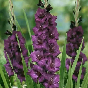 Gladiolus - Large Flowering Grande Passion - Set of 12 Bulbs, Blue