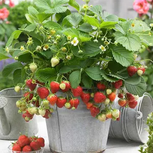 Strawberry Seeds 1000 pcs - Perfect for Homegrown Treats and Desserts