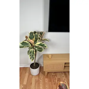 10” Ficus Tineke 4 Feet Tall
