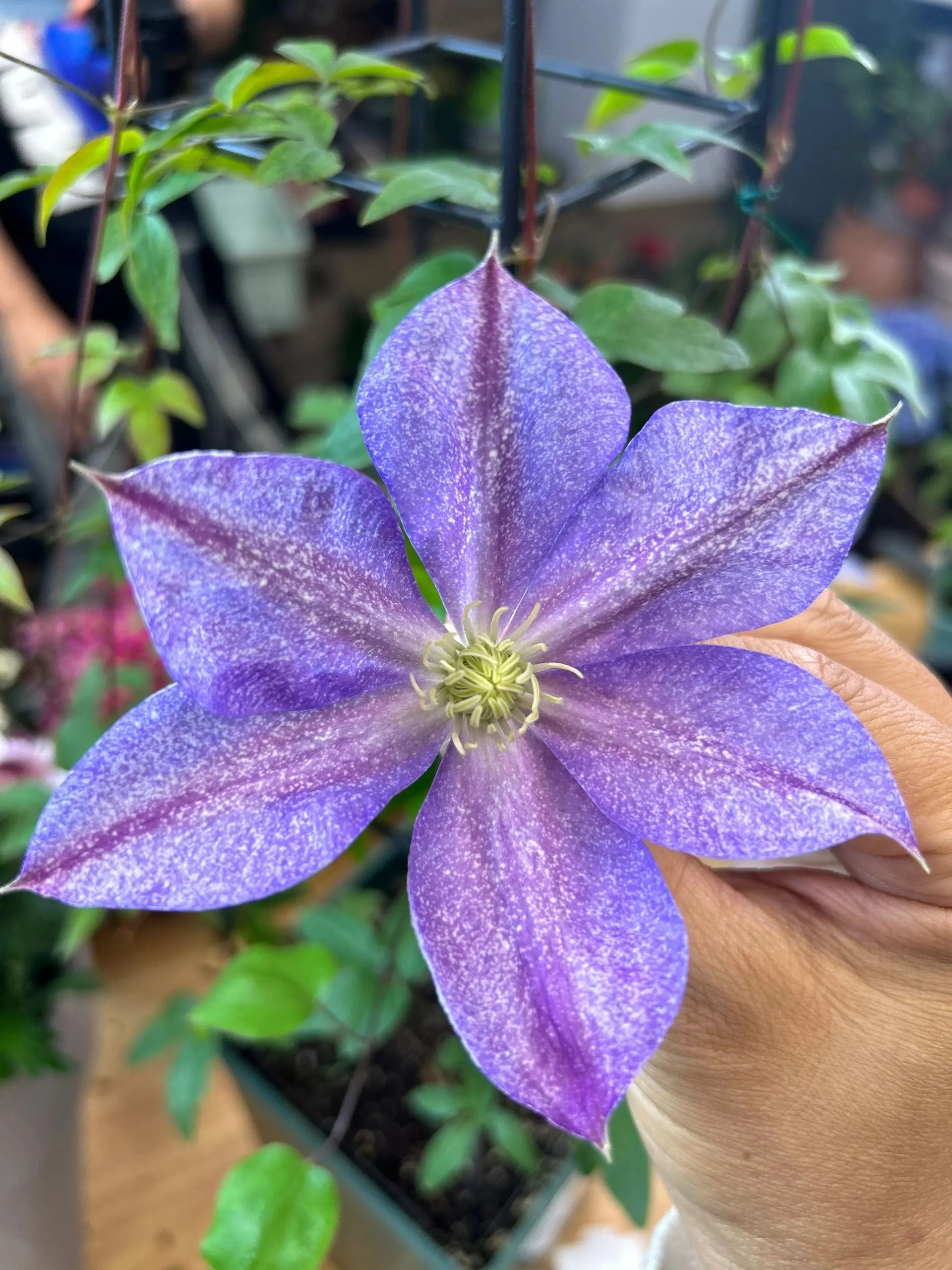 Rare Clematis ‘ Chameleon ’ - Live Plant| Rare Purple Color-Changing | Streaked with Speckles | Hardy Climber| Sandblasted| Group 3 Pruning