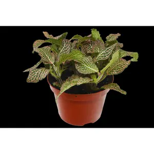 Fittonia 'Pink'