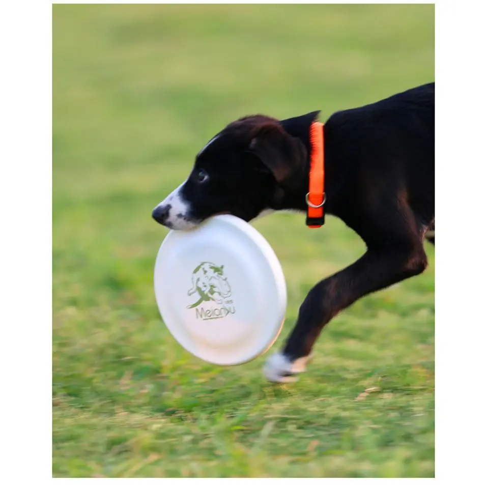 Plastic Solid Chew Resistant Standard Competition Dog Disc - Soft Rim, Gentle on Teeth, Optimized for Accurate Throws, Ideal for Training and Backyard Fun, Frisbee Sport