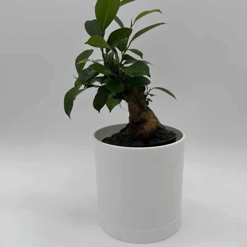 how to care for a bonsai ficus - TikTok Shop