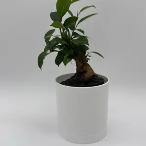 Ficus Ginseng Pre Bonsai Plant Rare House Plant Live Tropical Indoor Home Decoration Unique Striking Leaves Easy Care Bright Indirect Light Decorative
