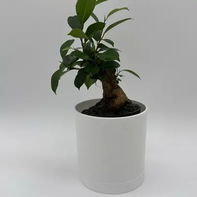 Coleus Bonsai - TikTok Shop