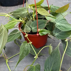 Philodendron Micans 6” – Velvet Leaf Philodendron | Trailing Vine, Easy Care Houseplant, Fast Growing Indoor Plant