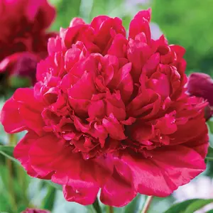 Paul M. Wild Peony Bare Root Plant