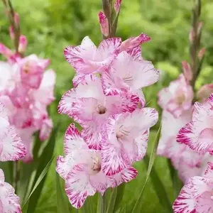 Gladiolus MY LOVE (BULB) PERENNIAL FLOWERS