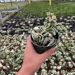 Hoya Variegated Rope 4" - Unique Succulent Plant in Decorative Pot for Indoor Gardening