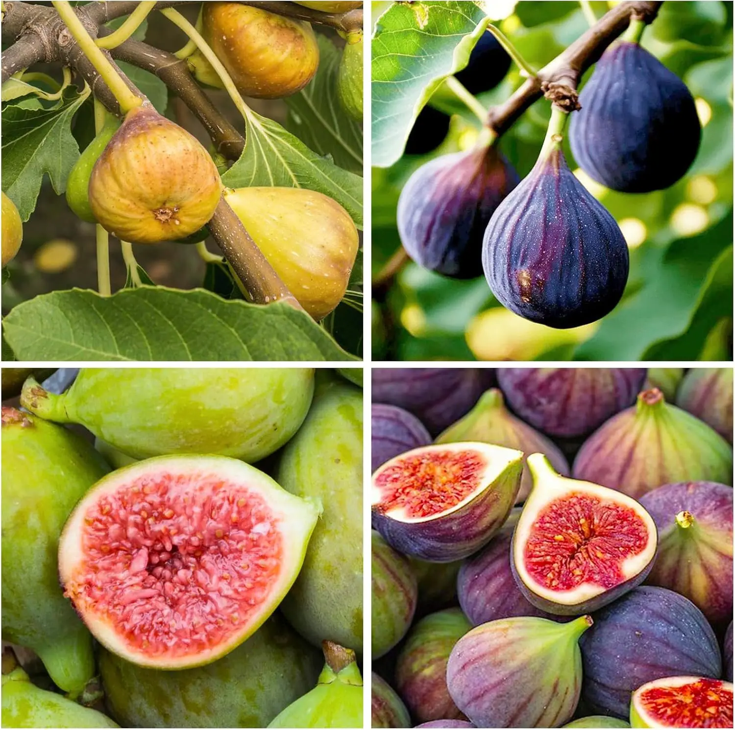 320Pcs Fig Seeds Mix for Planting, Non-GMO Heirloom Fruit Tree Seeds for Home Garden, Sweet and Juicy Fig Plants for Indoor & Outdoor Growing