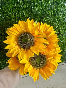 18 Inch Yellow Farm Sunflower Bush