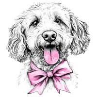 Goldendoodle