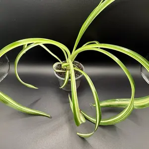 Curly Spider Plant - Green Foliage, Ideal for Indoor Decoration, Perfect for Home & Office Use