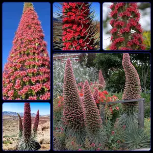 20 Very Rare Stunning Tower of Jewels Red Bugloss Seeds NON-GMO