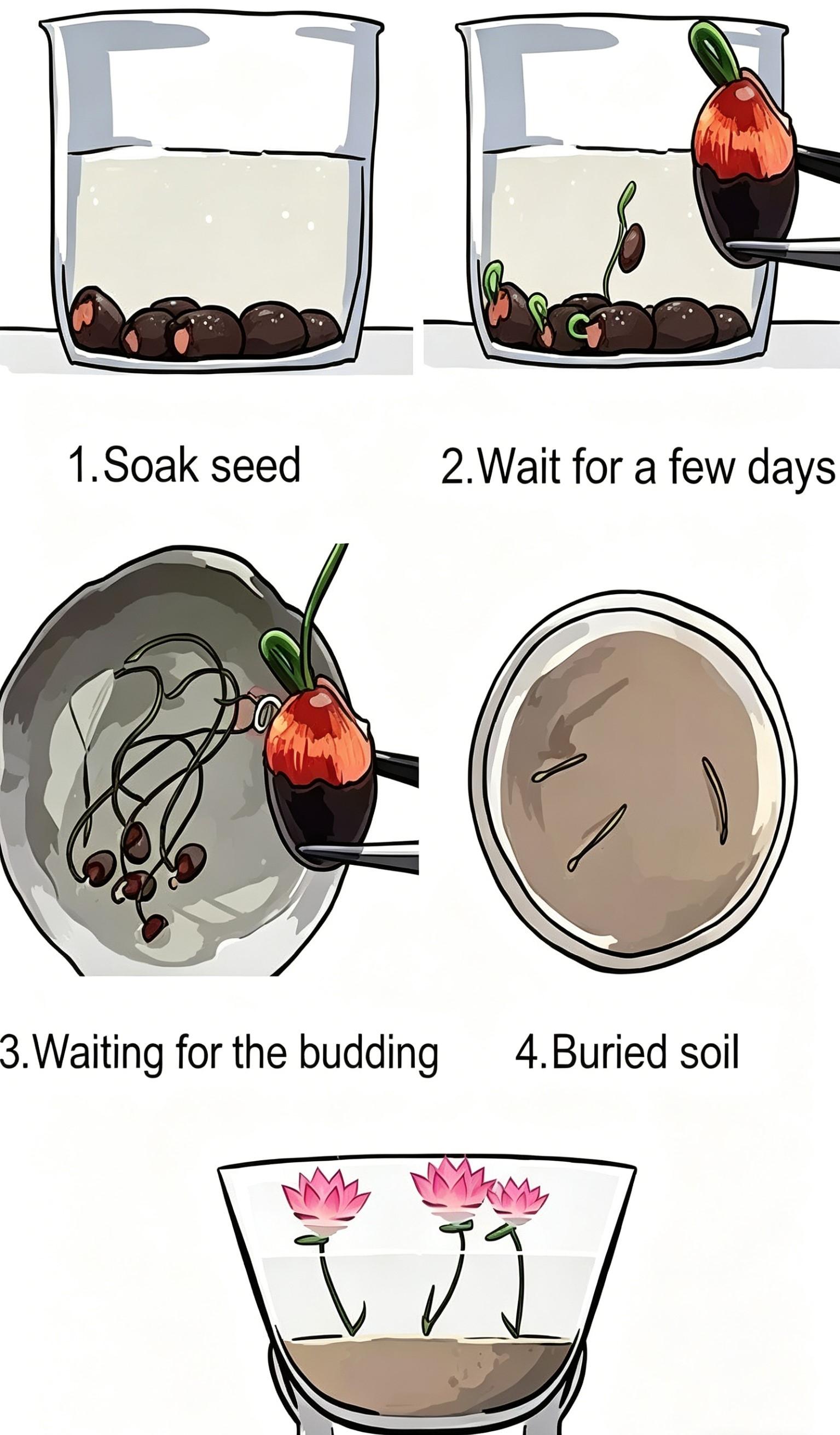 20 Pcs Bowl Lotus Seeds Mix - Beautiful Water Lilys Flower for Aquatic Garden Decor - Non-GMO Fresh Bonsai Plant Seeds