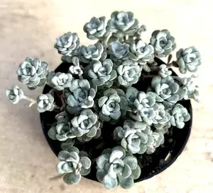 Sedum Spathulifolium 'Cape Blanco', Comes in a 2.5" Pot