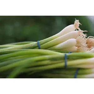 Scallions Onion - White Bunching Southport - 200+ seeds