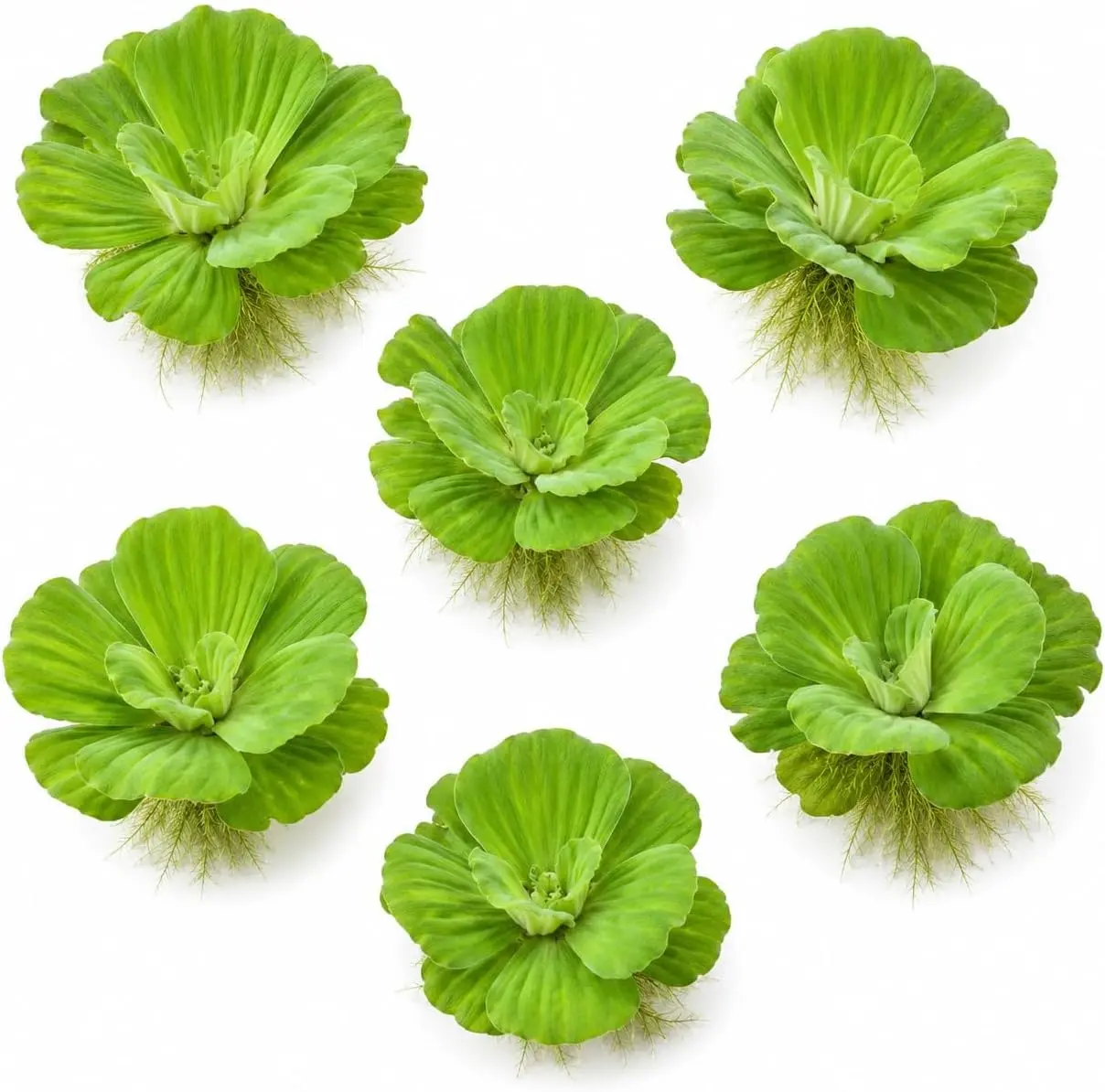 Dwarf Water Lettuce Live Floating Plants – Pistia stratiotes – Freshwater Aquatic Plant for Ponds, Water Gardens & Aquariums – Natural Surface Cover