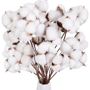 30PCS Natural Dried Cotton Stems 15" Tall, Rustic Cotton Sprigs for Vase Fillers, Floral Arrangements and Farmhouse Fall Decorations and DIY Crafts