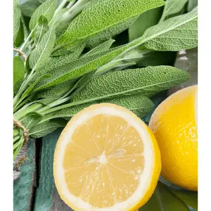 Sage & Citrus - Premium Fragrance Oil