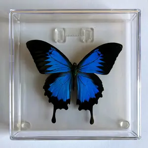 Papilio Ulysses Butterfly Framed