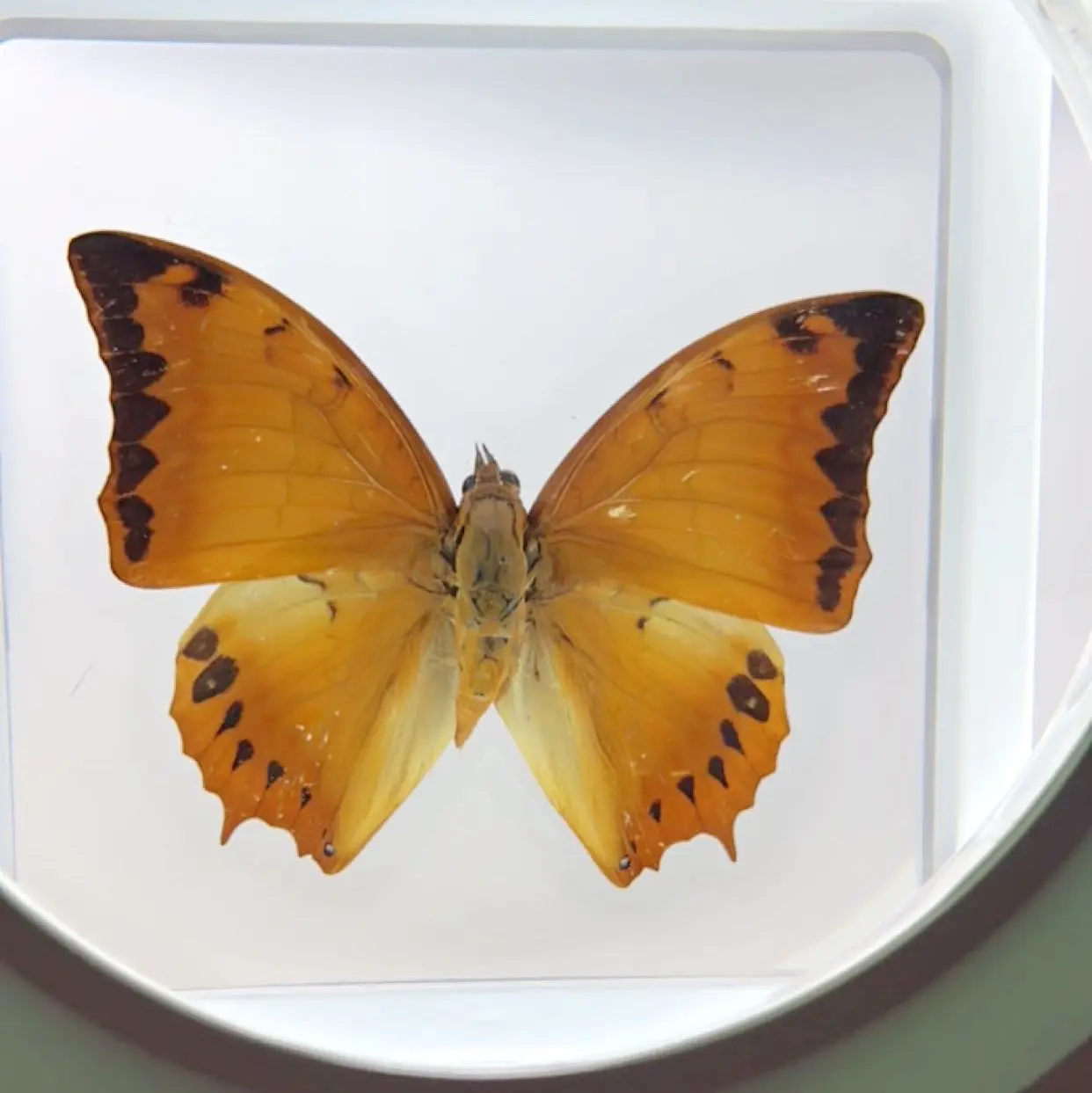 Framed Butterfly