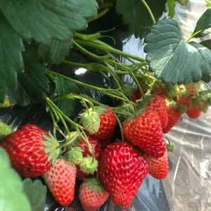 800-1000 Seeds: A Must-Read for Strawberry Enthusiasts—Simple and Easy Planting Tips!