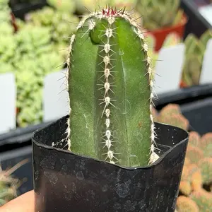 2” Mexican Fencepost Cactus