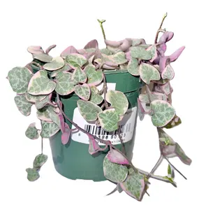 String of Hearts Variegated Succulent 3.5"