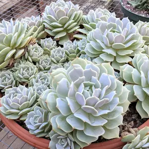 Echeveria Lola Plant Plug (Echeveria ‘Lola’) – Delicate, pastel-hued rosette succulent with a powdery finish, ideal for elegant arrangements.
