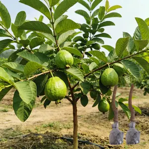 (ML#ZR)Guava Plant Live Starter | Tropical Fruit Tree Sapling | Beginner Friendly Potted Plant | Indoor Outdoor Growing