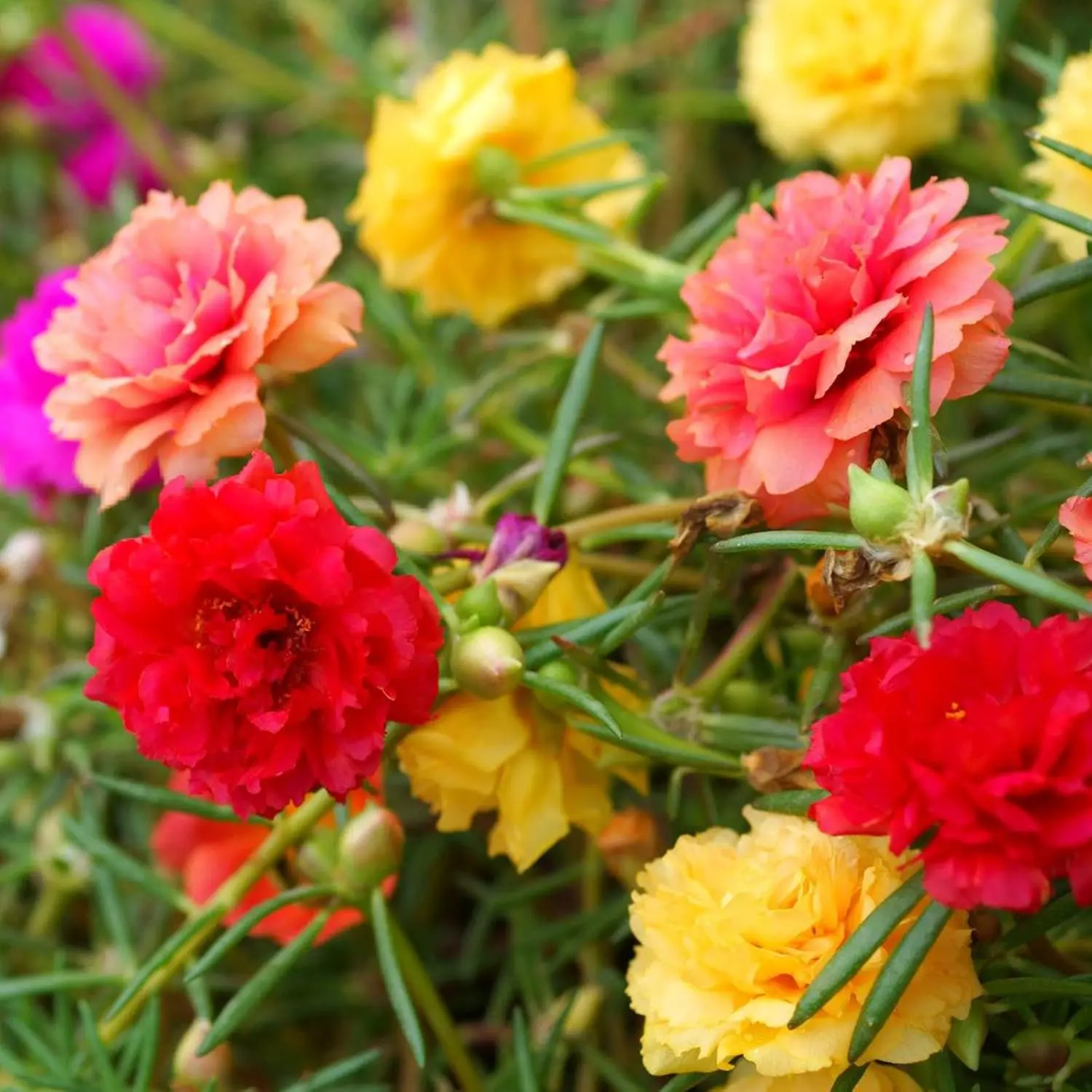 Moss Rose Seeds, 2,000+ Bulk Flower Seeds for Planting Outdoors(99% Pure Live, Non-GMO), Mixed Colors and Large Blooms, Attracts Pollinators, Easy to Grow