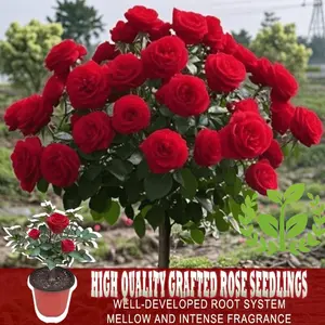 Cold-hardy rose plant, beginner-friendly, fast growing