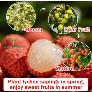 Lychee tree live plants, fragrant flowers and sweet fruits, fast-growing evergreens, heat-resistant, easy to grow, low maintenance, ideal for patios, gardens and container growing, excellent home fruit trees