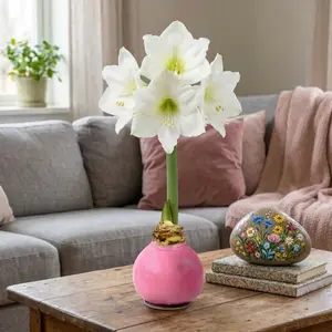 Amaryllis, Pink Wax - White Flowering