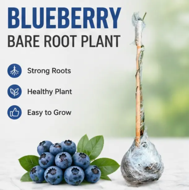 Blueberry Bare Root Plant - Strong Roots, Healthy Plant, Easy to Grow, Ideal for Home Gardening