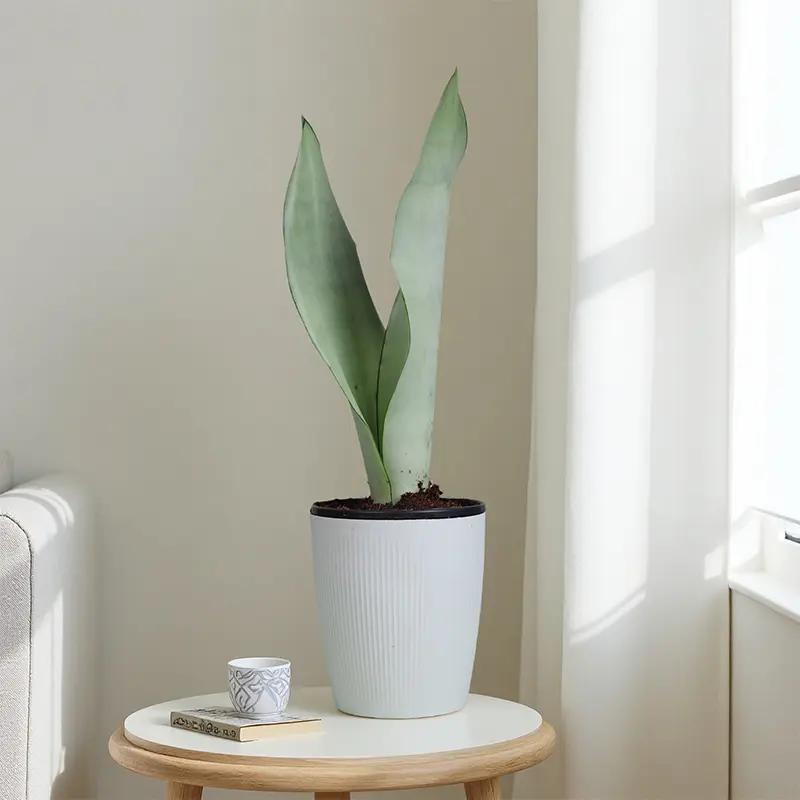 4SAN006-1pp / 4 Inch White Jade Snake Plant with Plain White Decor Pot, Live Indoor Sansevieria Trifasciata Houseplant, Elegant Light Green Foliage, Low Maintenance Ornament, Suitable for Home, Windowsill, Apartment and Office, Beginner Friendly Potted