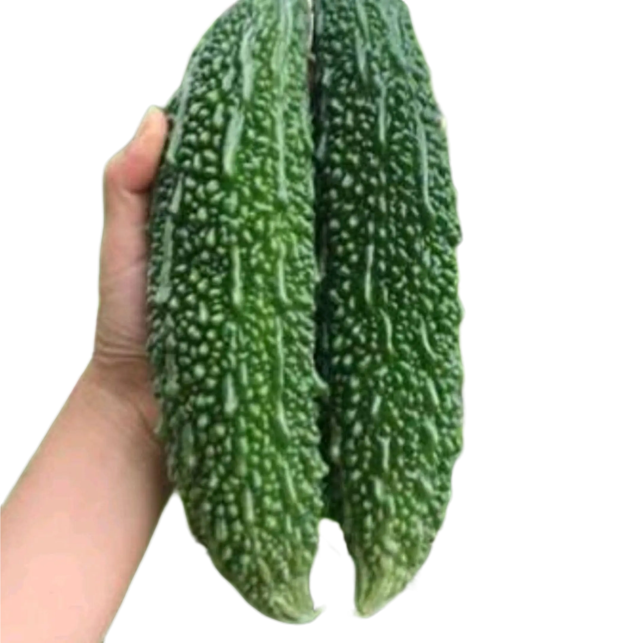 Indian Bitter Melon Seeds – Non-GMO Bitter Gourd Vegetable for Healthy Cooking – High-Yield, Antioxidant-Rich, Helps Manage Blood Sugar & Cholesterol Veggie Seeds Plants
