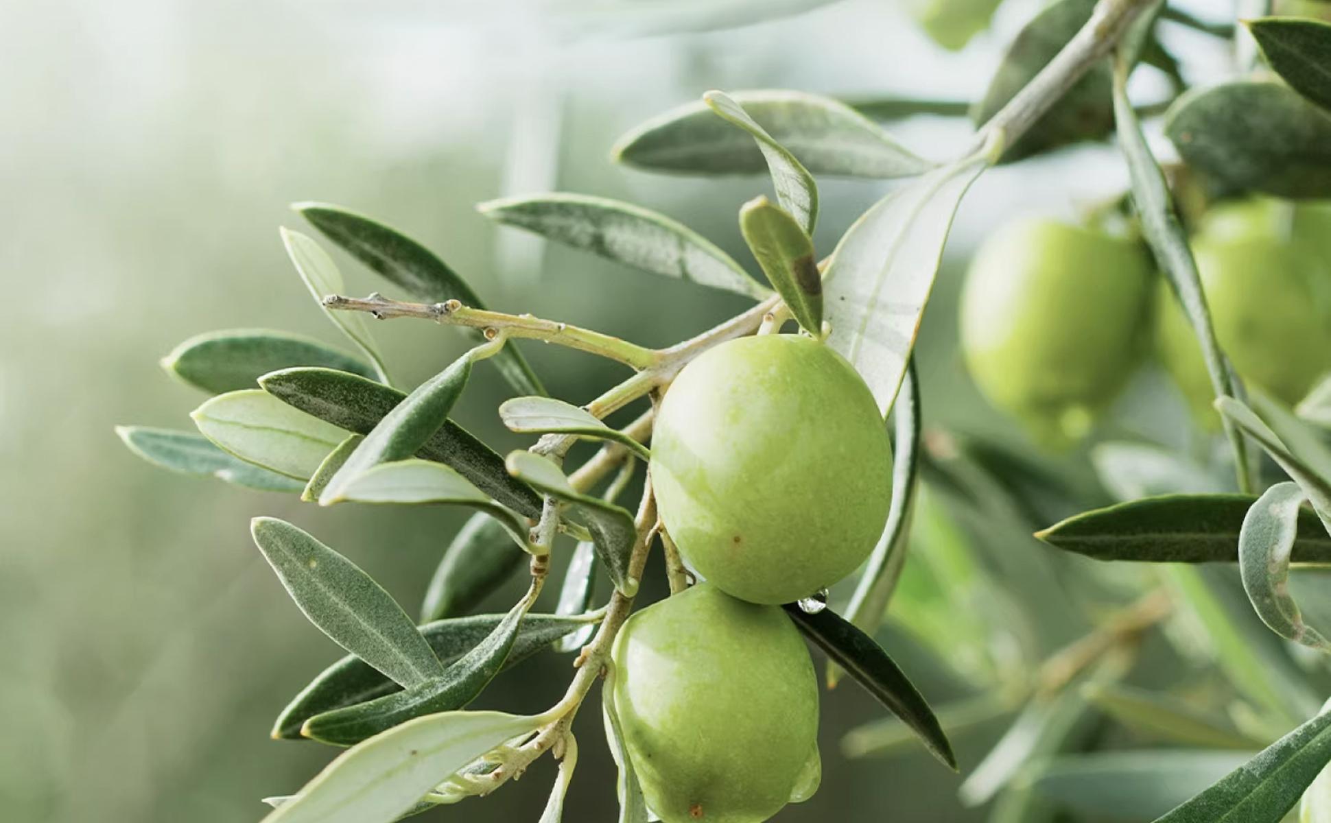 4 Bulk Pack - Makeup Melting Cleansing Balm – Rapid Emulsifying Makeup Remover for Waterproof Makeup, Cleansing Oil, Korean Makeup Remover, Deep Clean, Non-Greasy, Zero Residue, for All Skin Types 100g 3.52oz