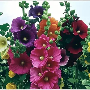 200+ Mixed Hollyhock Seeds – Colorful Tall Blooms, Heirloom & Non-GMO, Perfect for Fences, Borders & Cottage Gardens